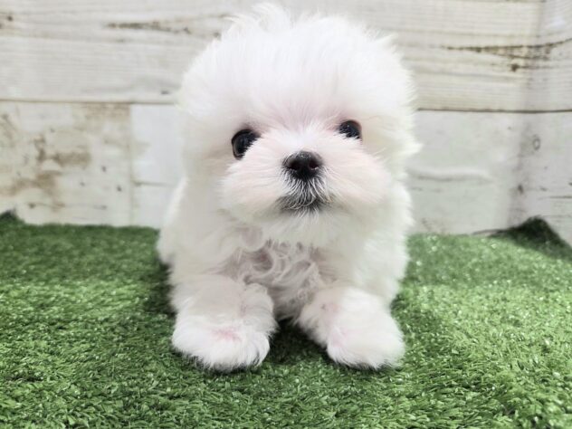 徳島県のマルチーズ (アミーゴ徳島沖浜店/2025年11月27日生まれ/男の子/ホワイト)の子犬の4枚目の画像