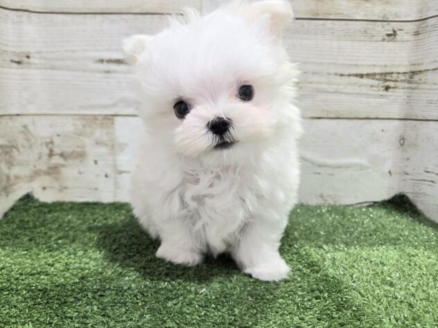 徳島県のマルチーズ (アミーゴ徳島沖浜店/2025年11月27日生まれ/男の子/ホワイト)の子犬の1枚目の画像