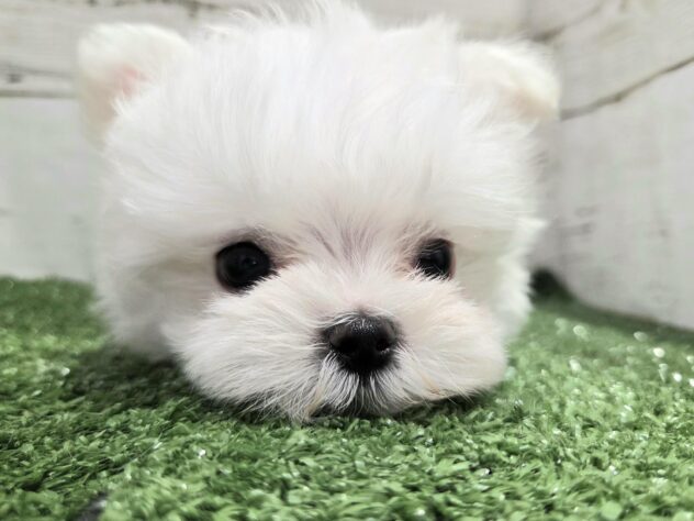 徳島県のマルチーズ (アミーゴ徳島沖浜店/2025年11月27日生まれ/男の子/ホワイト)の子犬の2枚目の画像