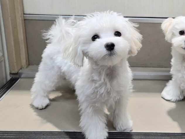 徳島県のハーフ犬・ミックス犬 (アミーゴ徳島沖浜店/2025年9月11日生まれ/女の子/クリーム)の子犬