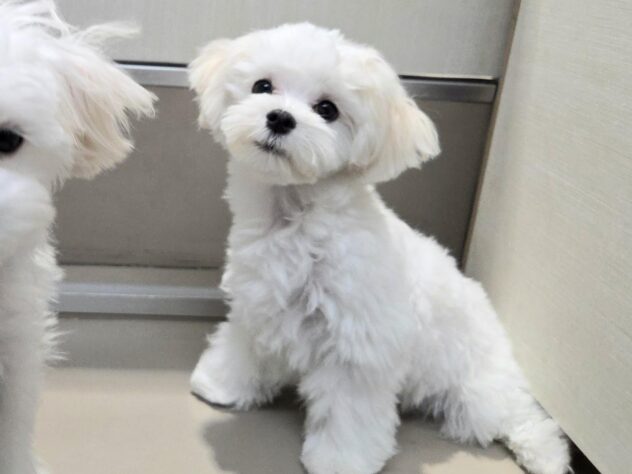 徳島県のマルチーズ (アミーゴ徳島沖浜店/2025年9月8日生まれ/男の子/ホワイト)の子犬の1枚目の画像