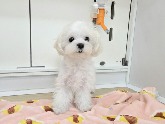 徳島県のマルチーズ (アミーゴ徳島沖浜店/2025年9月8日生まれ/男の子/ホワイト)の子犬の2枚目の画像