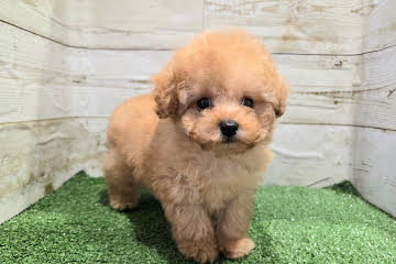 徳島県のトイプードル(トイ) (アミーゴ徳島沖浜店/2025年12月3日生まれ/男の子/オレンジフォーン)の子犬