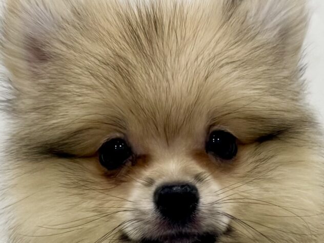 三重県のポメラニアン (アミーゴ四日市日永店/2026年10月21日生まれ/男の子/ウルフセーブル)の子犬の1枚目の画像