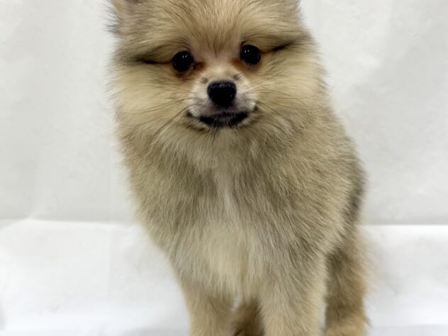 三重県のポメラニアン (アミーゴ四日市日永店/2026年10月21日生まれ/男の子/ウルフセーブル)の子犬の2枚目の画像
