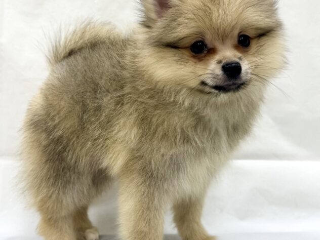 三重県のポメラニアン (アミーゴ四日市日永店/2026年10月21日生まれ/男の子/ウルフセーブル)の子犬の3枚目の画像