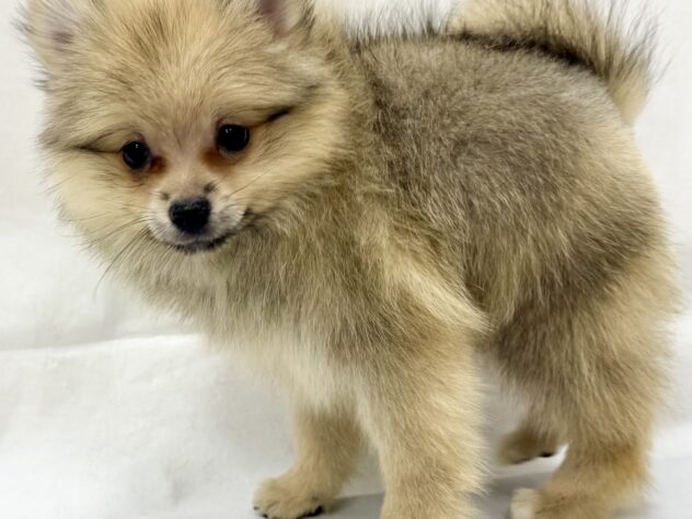 三重県のポメラニアン (アミーゴ四日市日永店/2026年10月21日生まれ/男の子/ウルフセーブル)の子犬の4枚目の画像