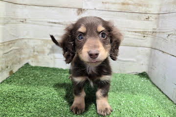 徳島県のミニチュアダックスフンド(ロング) (アミーゴ徳島沖浜店/2025年11月29日生まれ/男の子/チョコレートイエロー)の子犬