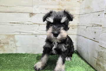 徳島県のミニチュアシュナウザー (アミーゴ徳島沖浜店/2025年11月29日生まれ/女の子/ブラックシルバー)の子犬の4枚目の画像