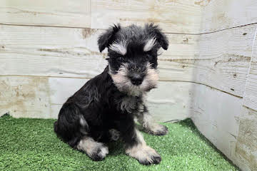 徳島県のミニチュアシュナウザー (アミーゴ徳島沖浜店/2025年11月29日生まれ/女の子/ブラックシルバー)の子犬の3枚目の画像