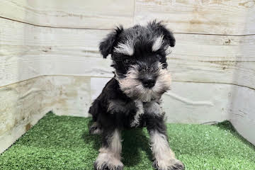 徳島県のミニチュアシュナウザー (アミーゴ徳島沖浜店/2025年11月29日生まれ/女の子/ブラックシルバー)の子犬の2枚目の画像