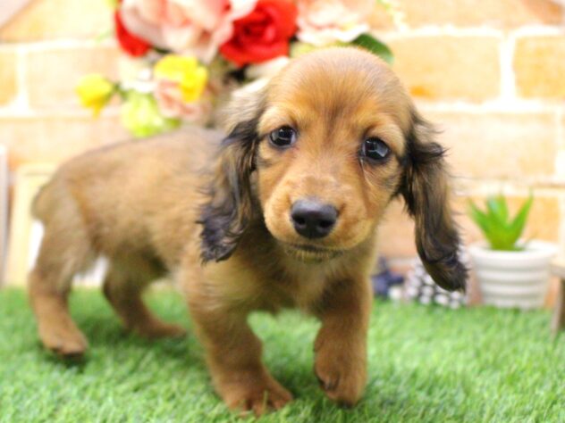 兵庫県のカニンヘンダックスフンド(ロング) (ペット・プラザ アミーゴ三田店/2025年11月13日生まれ/女の子/レッド)の子犬の3枚目の画像