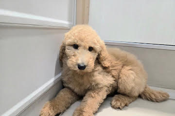 徳島県のスタンダードプードル (アミーゴ徳島沖浜店/2025年11月17日生まれ/女の子/アプリコット)の子犬