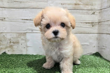 徳島県のハーフ犬・ミックス犬 (アミーゴ徳島沖浜店/2025年12月2日生まれ/男の子/アプリコット)の子犬