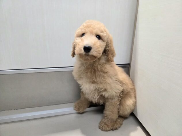 徳島県のスタンダードプードル (アミーゴ徳島沖浜店/2025年11月17日生まれ/女の子/アプリコット)の子犬の3枚目の画像