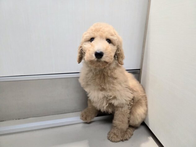 徳島県のスタンダードプードル (アミーゴ徳島沖浜店/2025年11月17日生まれ/女の子/アプリコット)の子犬の2枚目の画像