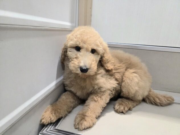 徳島県のスタンダードプードル (アミーゴ徳島沖浜店/2025年11月17日生まれ/女の子/アプリコット)の子犬
