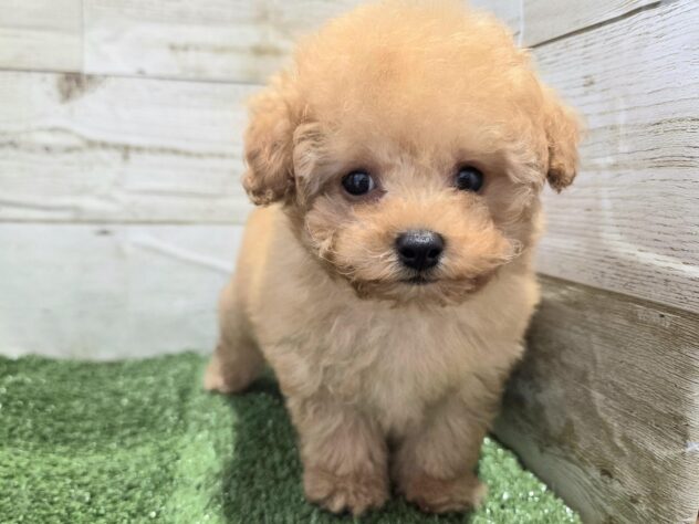 徳島県のトイプードル(トイ) (アミーゴ徳島沖浜店/2025年12月3日生まれ/男の子/オレンジフォーン)の子犬の3枚目の画像