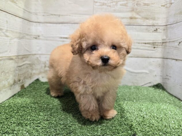 徳島県のトイプードル(トイ) (アミーゴ徳島沖浜店/2025年12月3日生まれ/男の子/オレンジフォーン)の子犬の4枚目の画像