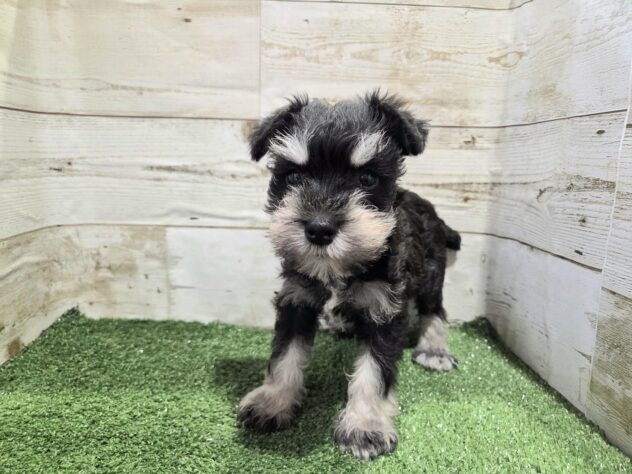 徳島県のミニチュアシュナウザー (アミーゴ徳島沖浜店/2025年11月29日生まれ/女の子/ブラックシルバー)の子犬の2枚目の画像