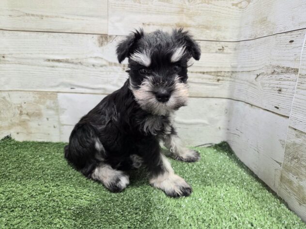 徳島県のミニチュアシュナウザー (アミーゴ徳島沖浜店/2025年11月29日生まれ/女の子/ブラックシルバー)の子犬の3枚目の画像