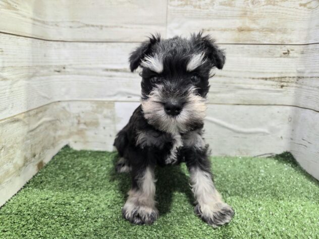徳島県のミニチュアシュナウザー (アミーゴ徳島沖浜店/2025年11月29日生まれ/女の子/ブラックシルバー)の子犬の1枚目の画像
