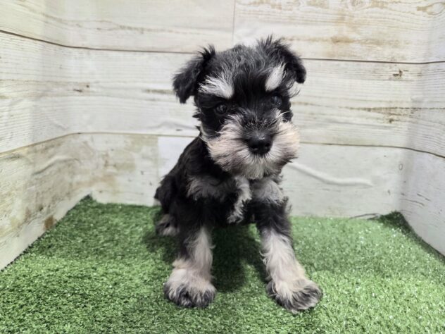 徳島県のミニチュアシュナウザー (アミーゴ徳島沖浜店/2025年11月29日生まれ/女の子/ブラックシルバー)の子犬の4枚目の画像