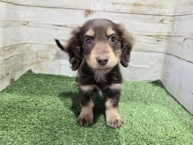 徳島県のミニチュアダックスフンド(ロング) (アミーゴ徳島沖浜店/2025年11月29日生まれ/男の子/チョコレートイエロー)の子犬