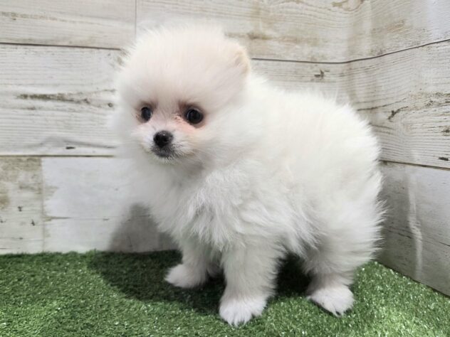 徳島県のポメラニアン (アミーゴ徳島沖浜店/2025年11月22日生まれ/女の子/クリーム)の子犬の3枚目の画像