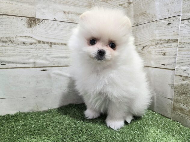 徳島県のポメラニアン (アミーゴ徳島沖浜店/2025年11月22日生まれ/女の子/クリーム)の子犬