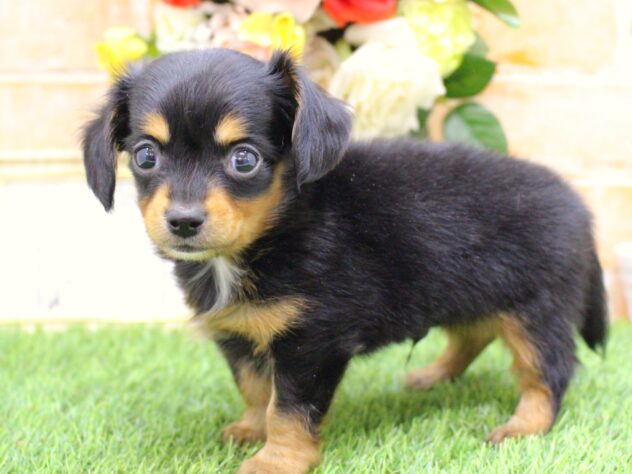 兵庫県のハーフ犬・ミックス犬 (ペット・プラザ アミーゴ三田店/2025年11月16日生まれ/男の子/ブラックタン)の子犬の3枚目の画像