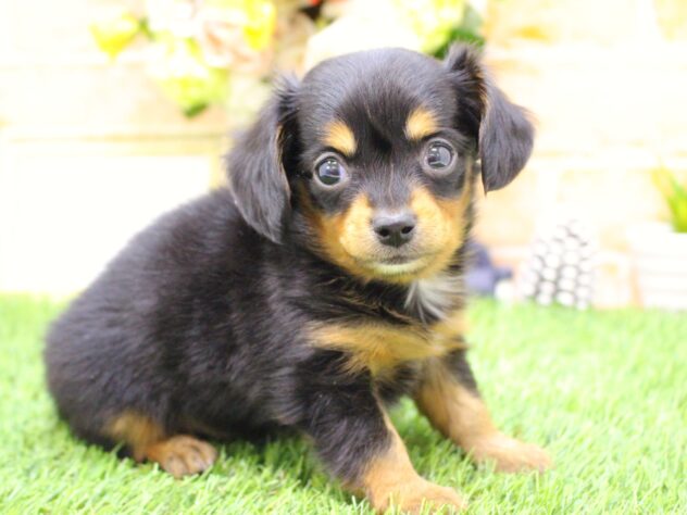 兵庫県のハーフ犬・ミックス犬 (ペット・プラザ アミーゴ三田店/2025年11月16日生まれ/男の子/ブラックタン)の子犬の2枚目の画像