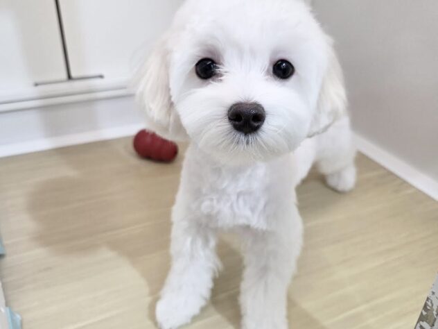 徳島県のハーフ犬・ミックス犬 (アミーゴ徳島沖浜店/2025年9月11日生まれ/女の子/クリーム)の子犬の1枚目の画像