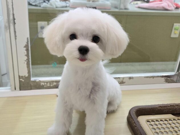 徳島県のマルチーズ (アミーゴ徳島沖浜店/2025年9月8日生まれ/男の子/ホワイト)の子犬の1枚目の画像