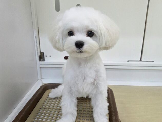 徳島県のマルチーズ (アミーゴ徳島沖浜店/2025年9月8日生まれ/男の子/ホワイト)の子犬の2枚目の画像