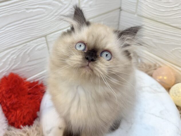 兵庫県のヒマラヤン (ワンキャラット アミーゴ姫路飾磨店/2025年10月4日生まれ/女の子/シールポイント)の子猫の3枚目の画像
