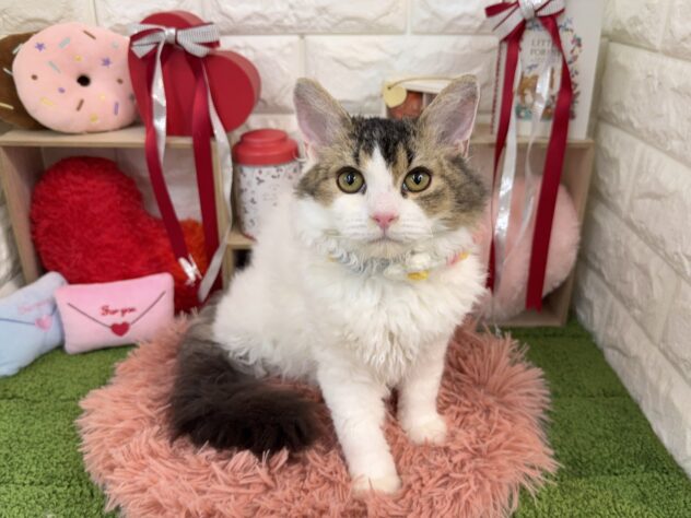 兵庫県のセルカークレックス (ワンキャラット アミーゴ姫路花田店/2025年8月24日生まれ/女の子/ブラウンマッカレルタビーホワイト)の子猫の2枚目の画像