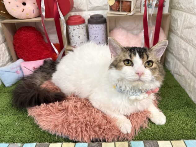 兵庫県のセルカークレックス (ワンキャラット アミーゴ姫路花田店/2025年8月24日生まれ/女の子/ブラウンマッカレルタビーホワイト)の子猫の3枚目の画像