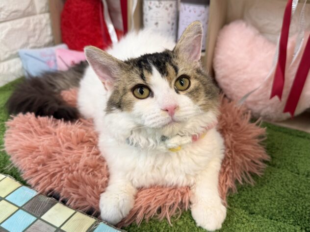 兵庫県のセルカークレックス (ワンキャラット アミーゴ姫路花田店/2025年8月24日生まれ/女の子/ブラウンマッカレルタビーホワイト)の子猫の1枚目の画像
