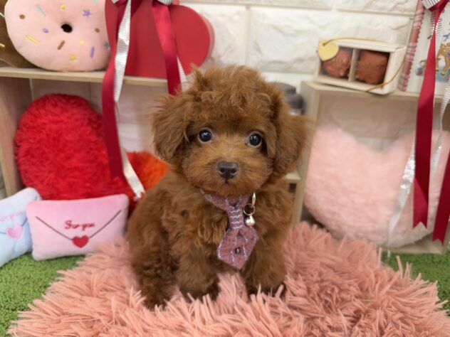 兵庫県のハーフ犬・ミックス犬 (ワンキャラット アミーゴ姫路花田店/2025年10月23日生まれ/男の子/レッド)の子犬の1枚目の画像