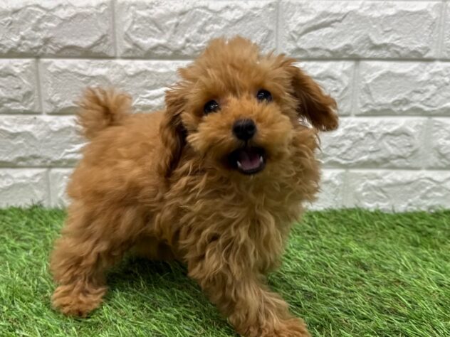 新潟県のトイプードル(トイ) (アミーゴ新潟小新店/2025年10月6日生まれ/男の子/レッド)の子犬の1枚目の画像