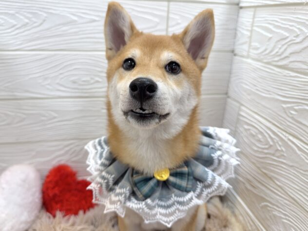 兵庫県の柴犬(標準サイズ) (ワンキャラット アミーゴ姫路飾磨店/2025年7月23日生まれ/男の子/赤)の子犬の3枚目の画像