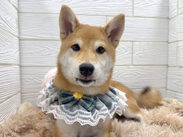 兵庫県の柴犬(標準サイズ) (ワンキャラット アミーゴ姫路飾磨店/2025年7月23日生まれ/男の子/赤)の子犬の1枚目の画像