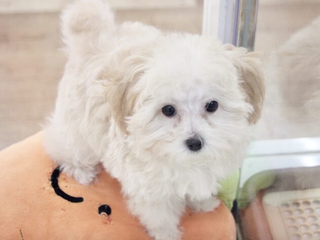 愛媛県のハーフ犬・ミックス犬 (アミーゴ新居浜店/2025年10月5日生まれ/女の子/クリーム)の子犬の3枚目の画像