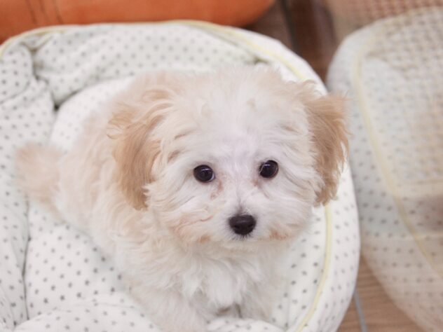 愛媛県のハーフ犬・ミックス犬 (アミーゴ新居浜店/2025年10月5日生まれ/女の子/クリーム)の子犬の2枚目の画像