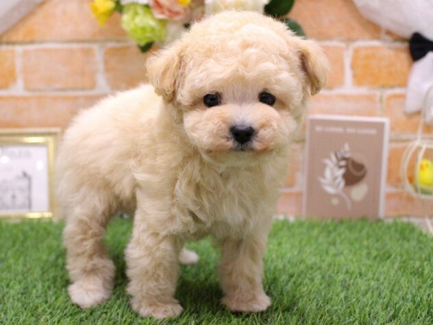 兵庫県のトイプードル(トイ) (ペット・プラザ アミーゴ三田店/2025年11月15日生まれ/男の子/クリーム)の子犬の2枚目の画像