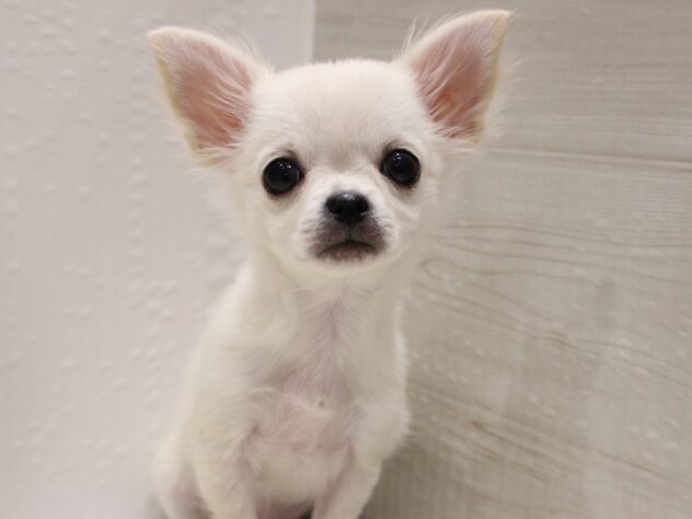 大阪府のチワワ(ロング) (ペット・プラザ アミーゴ箕面店/2025年9月14日生まれ/男の子/クリームホワイト)の子犬の4枚目の画像