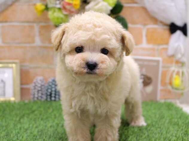 兵庫県のトイプードル(トイ) (ペット・プラザ アミーゴ三田店/2025年11月15日生まれ/男の子/クリーム)の子犬の3枚目の画像