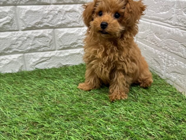 新潟県のトイプードル(トイ) (アミーゴ新潟小新店/2025年10月6日生まれ/男の子/レッド)の子犬の3枚目の画像