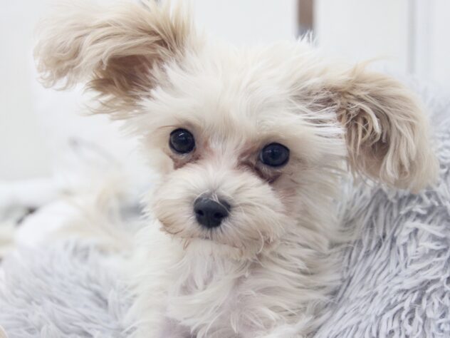 愛媛県のハーフ犬・ミックス犬 (アミーゴ新居浜店/2025年9月6日生まれ/男の子/クリーム)の子犬の1枚目の画像